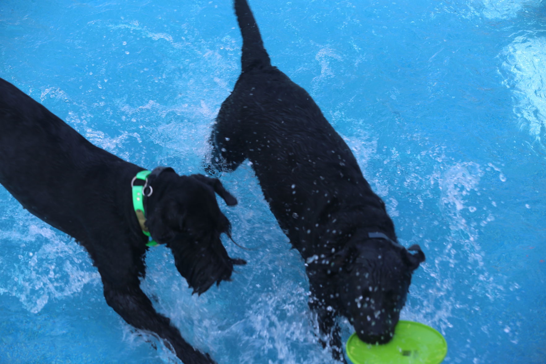 090919_gal_WWdogs (42)